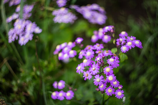 Purple wildflowers blooming in a sunny meadow