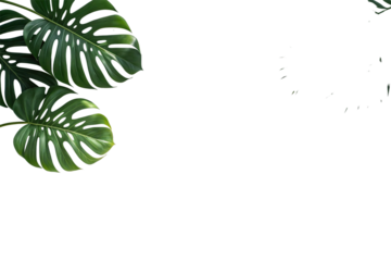 Monstera deliciosa plant leaves isolated on transparent background