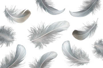 Collection of delicate white feathers floating isolated on transparent background