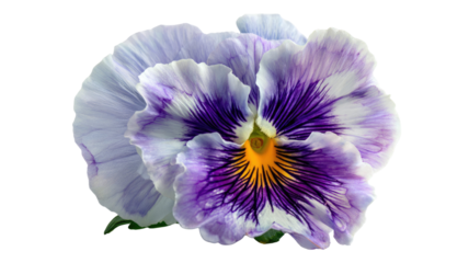 Purple and white pansy flower with vivid yellow center and detailed petals captured in sharp botanical closeup isolated on white background