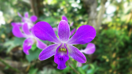 Garden plants in bloom with violet flowers