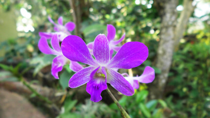 Garden plants in bloom with violet flowers