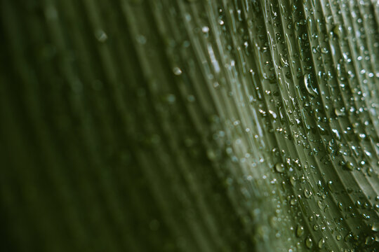 Close-up of tropical leaf with raindrops