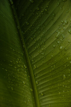 Close-up of tropical leaf with raindrops