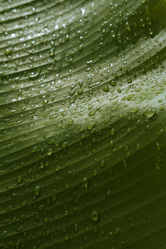 Close-up of tropical leaf with raindrops
