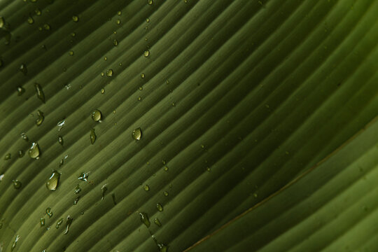 Close-up of tropical leaf with raindrops