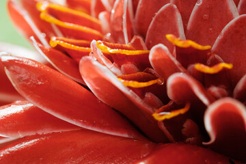 vibrant red flower pattern