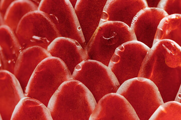 vibrant red flower pattern