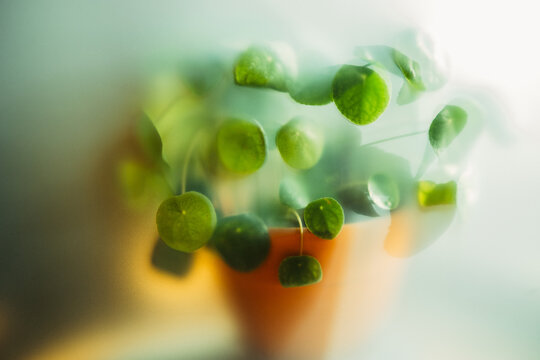 Soft focus image of a green plant in a pot