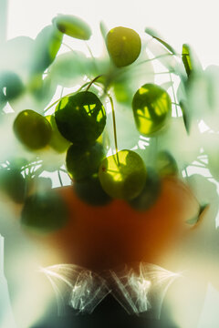 Soft focus image of a green plant 