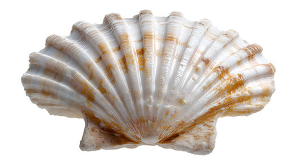 Isolated Scallop Shell
