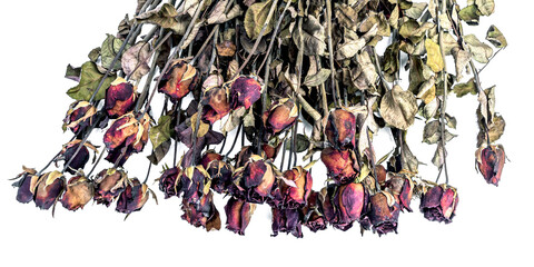 Dried rose bouquet on a white surface, evoking vintage, emotional, and timeless aesthetics. Perfect...
