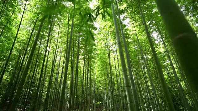Extreme close up on the segmented texture of a bamboo culm, highlighting its smooth, natural surface and organic growth patterns. Macro bamboo, forest, grove, nature, tranquil, serene, green,?