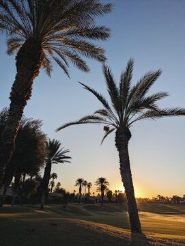 Palm Trees Against a Sunset Sky in a Tranquil Landscape