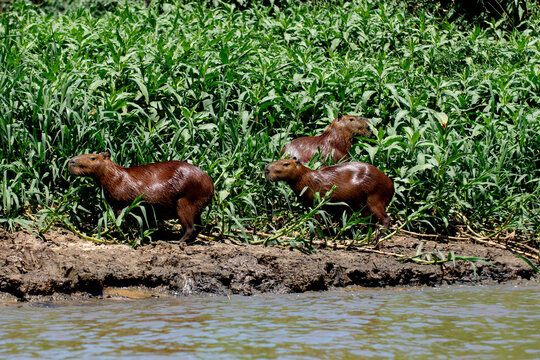 Capybaras by the Riverbank