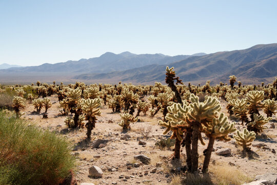 Cholla Cactus Garden in the Desert Under Clear Blue Sky