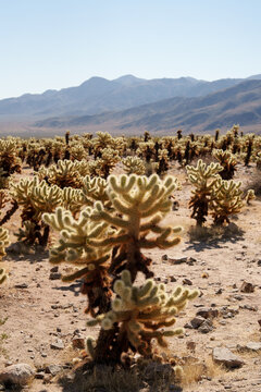 Cacti Landscape Under Bright Sunlight in a Desert Valley