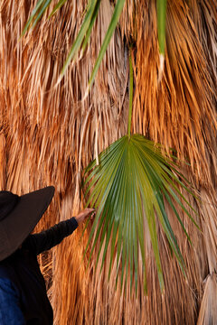 Person Reaching for a Green Palm Leaf Against a Dry Backdrop