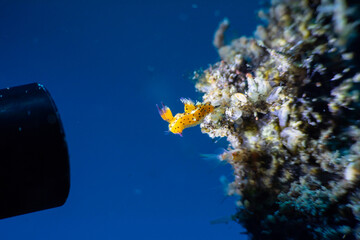 nudibranch size comparison with a strobe light tip