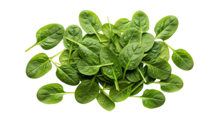 High quality fresh baby spinach leaves isolated mockup or design concept with spinach, baby spinach, leaves in studio lighting setup