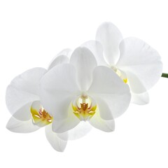 Obraz premium Elegant White Orchid Blooms in Delicate Detail on White Background.