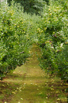 Rows of Apple Trees With Fallen Fruit in a Quiet Orchard Scene