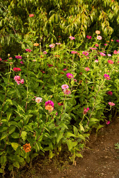 Colorful Flowers Bloom in a Vibrant Garden During Sunny Afternoon