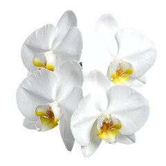 Elegant White Orchid Blooms Isolated on White Background.