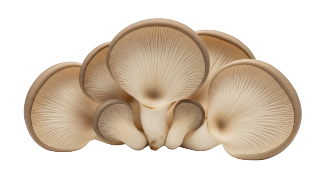 Modern fresh oyster mushrooms on white still life photo highlighting oyster, mushroom, fungi ideal for branding or digital marketing content