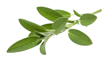 Modern fresh sage sprig isolated on white background 1 still life photo highlighting sage, herb, herbs ideal for branding or digital marketing content
