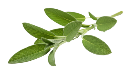 Modern fresh sage sprig isolated on white background 1 still life photo highlighting sage, herb, herbs ideal for branding or digital marketing content