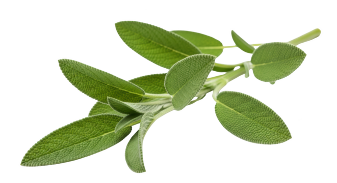 Modern fresh sage sprig isolated on white background 1 still life photo highlighting sage, herb, herbs ideal for branding or digital marketing content