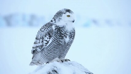 An adorable baby snowy owl chick nestled safely within a rocky crevice, observing its arctic surroundings with wide, curious eyes, emphasizing vulnerability and new life. - Powered by Adobe