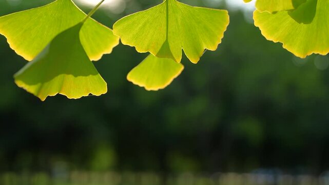 Golden Ginkgo Biloba Leaves in Autumn - Close-up Nature Photography