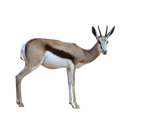 Springbok (Antidorcas marsupialis) isolated on white background
