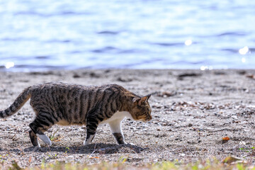 北海道洞爺湖町、湖畔を散歩する野良猫【9月】