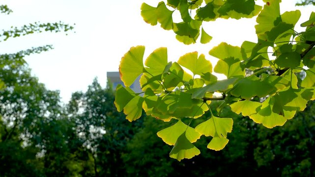 Golden Ginkgo Biloba Leaves in Autumn Sunlight