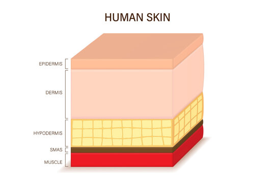 Human skin anatomy. Skin layers structure vector.  Epidermis, Dermis, Hypodermis, SMAS and Muscle.