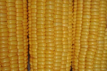 yellow corn background
