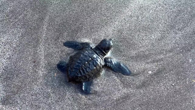 On Kuta Beach, a turtle release ceremony is held as part of the Bali Sea Turtle Society (BSTS) program. Protecting sea turtles. Turtles are released onto the sand and run towards the water. Indonesia.