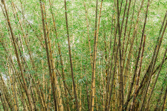 Bosque de bambu