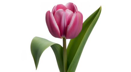 Pink tulip flower with green leaves against a black background isolated on a transparent background
