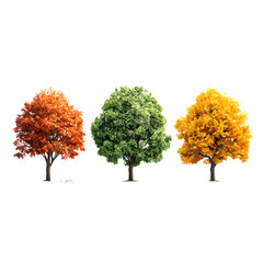 Three Trees Displaying Seasonal Transition in Beautiful Imagery