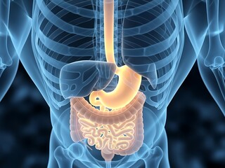 Human Digestive System Anatomy: 3D Medical Illustration of Gastrointestinal Tract and Rib Cage with Glowing Organs