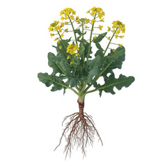 Rapeseed plant with yellow flowers and extensive root system isolated on a transparent background