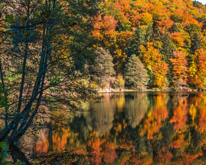 Paysage d&rsquo;Automne Vibrant &agrave; l&rsquo;Arboretum d&rsquo;Aubonne