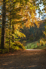 Obraz premium Chemin forestier baigné de soleil d'automne