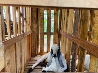 Domestic goat with characteristic long ears in a wooden cage. The cage is made with wooden slats to provide sufficient ventilation. Natural light filters through gaps in the blades