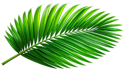 Obraz premium Tropical Palm Leaf With High Detail Texture – Transparent PNG