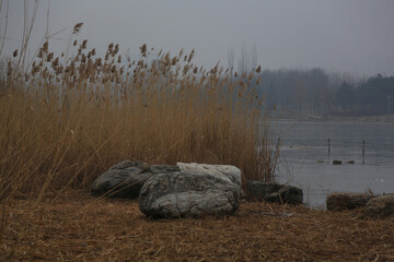 Misty Lake with Dried Reeds and Rocks, Winter Landscape